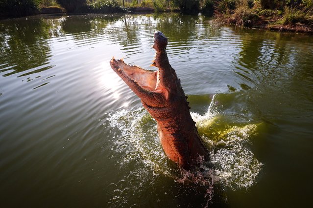 This picture taken on August 30, 2023 shows a crocodile leaping out of the water towards a piece of meat on a stick in a lagoon at Crocodylus Park located on the outskirts of the Northern Territory town of Darwin. Before government protection in the 1970s, an estimated 98 per cent of the wild saltwater crocodile population had disappeared in the Northern Territory, driven by leather demand and culling. Now, according to government figures, over 100,000 “salties”, which can grow up to six metres long and weigh up to 1,000 kilograms (2,200 pounds), hunt along the coasts, rivers and wetlands of the continent's far north. (Photo by David Gray/AFP Photo)