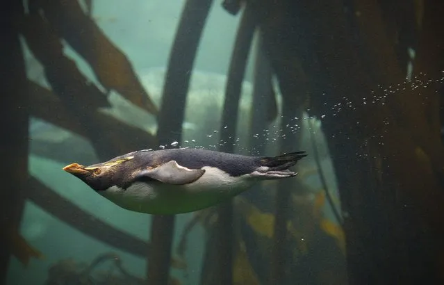 A Penguin dives at the Two Oceans Aquarium in Cape Town, South Africa, 01 June 2016. The Two Oceans Aquarium is the largest in Africa. Certified as a member of the Heritage Environmental Rating Programme the aquarium is in the process of revamping with new exhibits to be launched on 16 June 2016. Committed to sustainability and education the aquarium regularily hosts school tours as one of their many educational programs. (Photo by Nic Bothma/EPA)