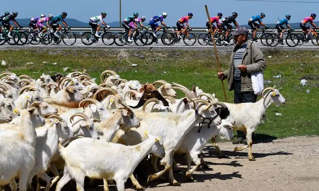 Goats grazing while the peloton is competing during the 57th Presidential Cycling Tour of Turkey on April 15, 2022 in Eceabat, Turkey. (Photo by Dario Belingheri/Getty Images)