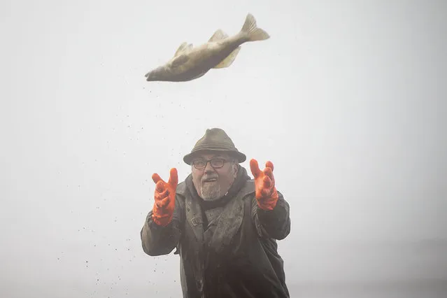 A fisherman throws a fish during for the traditional carp haul at Buzicky pond early in the morning on October 28, 2021 in Buzice, Czech Republic. Fried carp is the traditional Czech Christmas Eve meal served with potato salad, and is fished from southern Bohemian ponds. (Photo by Gabriel Kuchta/Getty Images)
