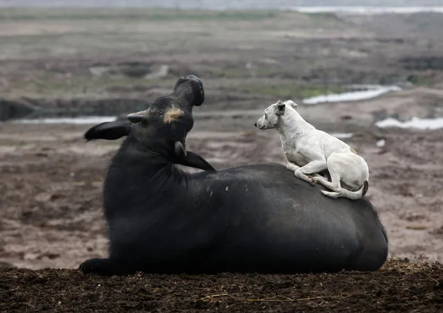 A dog rests on a buffalo near Ravi River in Lahore, Febuary 4, 2013. (Photo by Mohsin Raza/Reuters)