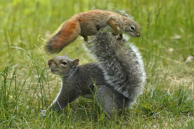 A red squirrel leaps over a gray squirrel after the larger squirrel became annoyed with its territory being encroached upon, Saturday, May 28, 2022, in Freeport, Maine. (Photo by Robert F. Bukaty/AP Photo)