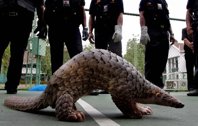 Thai customs officials look at a pangolin they rescued, during a news conference in Bangkok on May 26, 2012