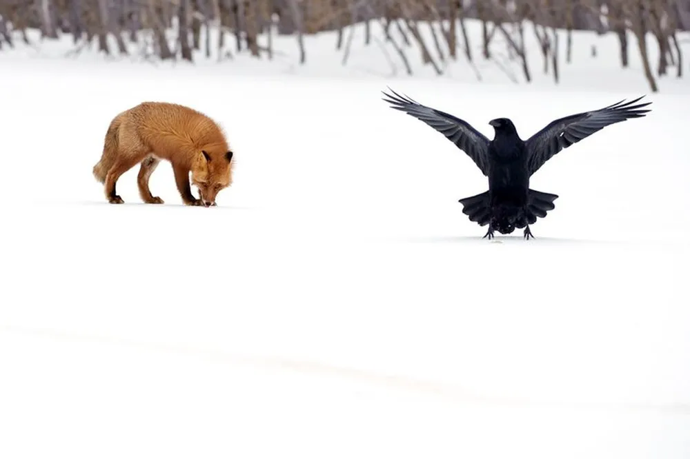 Fox's Kamchatka by Sergey Gorshkov