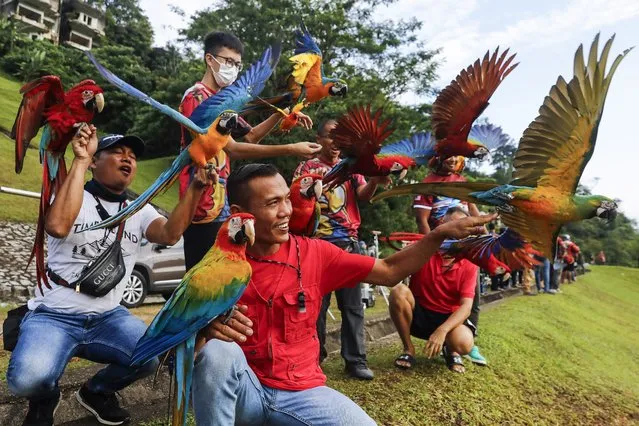 Members of the Kuala Lumpur Freefly group gather with their macaws during free fly session in Kuala Lumpur, Malaysia, 10 April 2022. (Photo by Fazry Ismail/EPA/EFE)
