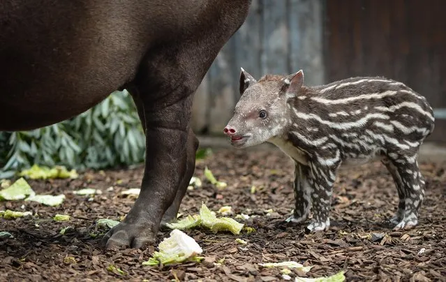 This undated photo issued by Chester Zoo shows tapir calf Zathras standing behind mother Jenny. Zathras was born on Monday, August 4, 2014 after a gestation period of around 13 months and is the first male tapir to be born at the zoo for eight years. (Photo by Steve Rawlins/AP Photo/PA Wire/Chester Zoo)
