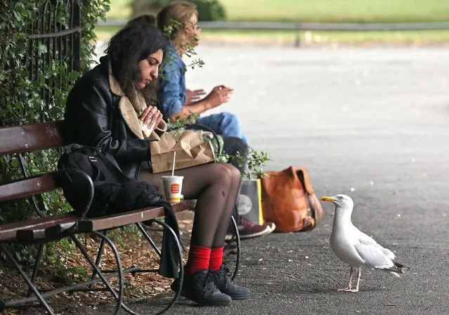Under Pressure, a gull pay's close attention to a visitor to the St Stephens Green, Ireland this lunchtime on July 29, 2022. (Photo by Nick Bradshaw/The Irish Times)