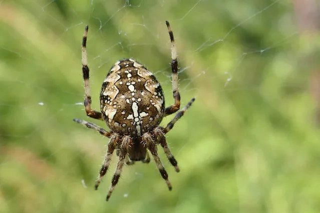 A European garden spider in its web in the sunshine in Dunsden, United Kingdom on September 18, 2021. (Photo by Geoffrey Swaine/Rex Features/Shutterstock)