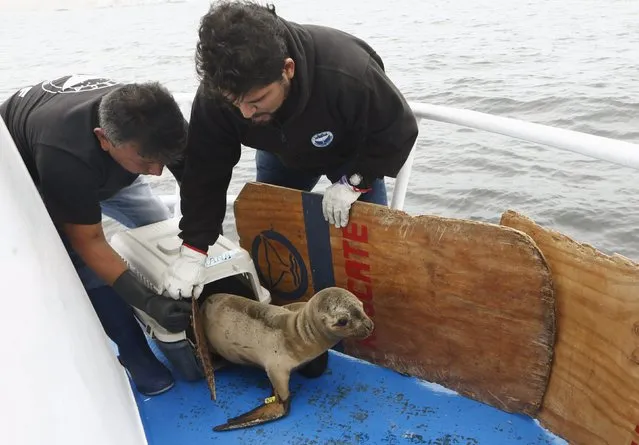 Carlos Yaipen (R), Director of Animal Science and Well-being Organization (ORCA), and a volunteer release a sea lion, named Fabiana, from a cage on the deck of a boat in front of Palomino island, in Callao, Peru September 12, 2015. (Photo by Mariana Bazo/Reuters)