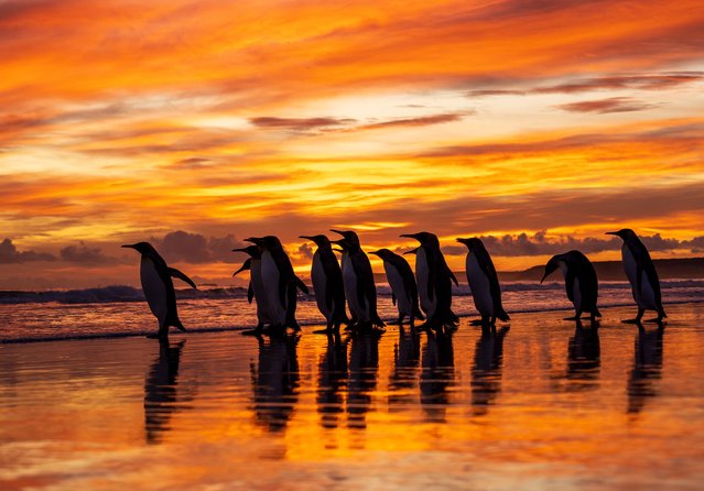 Penguins get a front row seat to some of the best sky views mother nature has to offer in the Falkland Islands in the second decade of February 2025. (Photo by Simon Roberts/Solent News)