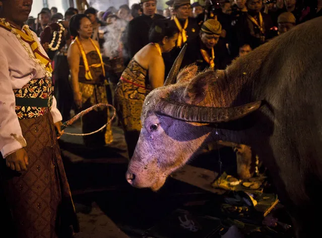 A white buffalo (kebo bule)  before the rituals night carnival “1st Suro” ( Javanese calender) during  Islamic New Year celebrations in Kasunanan Palace on November 14, 2012 in Solo City, Central Java, Indonesia. Javanese will celebrate the national holiday with ceremonies and rituals marking the 1434th Islamic New Year's Eve or “1st Suro”. The parade started from Keraton Kasunanan and is headed by a group of albino buffaloes, known as Kebo Bule. Local people believe that the parade of Heirlooms and Kebo Bule will bring them a better life. (Photo by Ulet Ifansasti)