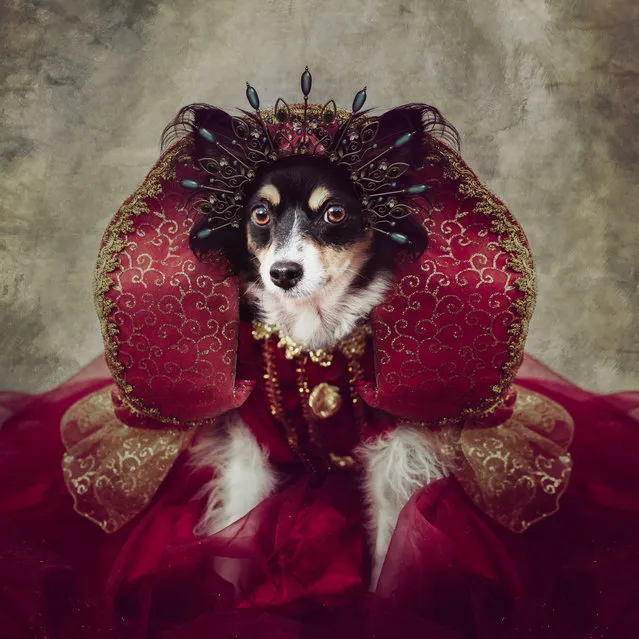 Peggy Sue is dressed up in an red regal outfit by Tammy and her team, in Arkansas, United States. (Photo by Tammy Swarek/Barcroft Images)