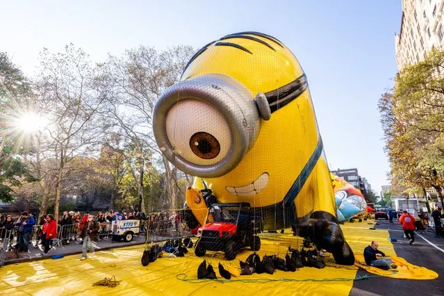 The Kevin the Minion balloon is being inflated during the 96th Macy's Thanksgiving Day Parade balloon inflation at Central Park on November 23, 2022 in New York City. (Photo by Roy Rochlin/Getty Images)