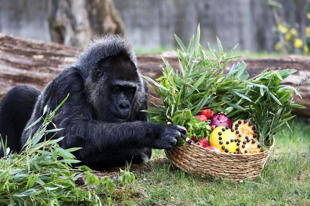 Western lowland gorilla Fatou, the world's oldest according to the Berlin zoo, touches a basket of fruits ahead of her 68th birthday at the zoo, in Berlin, Germany, on April 11, 2025. (Photo by Liesa Johannssen/Reuters)