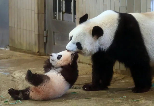 Giant panda cub Xiang Xiang, left, is pulled by her mother Shin Shin at Ueno Zoo in Tokyo Tuesday, December 19, 2017.  Xiang Xiang, or Fragrance in Chinese, a 6-month-old female giant panda, made a debut Tuesday in a limited public viewing for avid fans who obtained tickets through a highly competitive lottery process.  (Photo by Kyodo News via AP Photo)