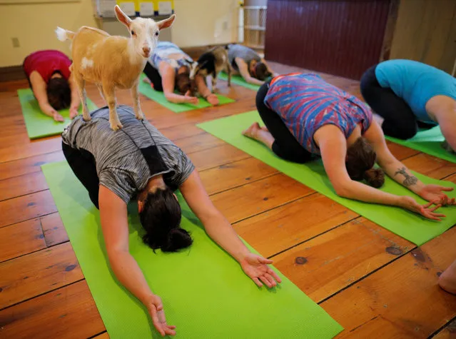 A goat climbs on Kylie Kennedy during a yoga class with eight students and five goats at Jenness Farm in Nottingham, New Hampshire, May 18, 2017. (Photo by Brian Snyder/Reuters)