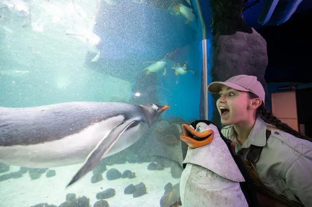 Cast member Gina Hutton at SEA LIFE Sydney Aquarium on December 02, 2022 in Sydney, Australia. King and Gentoo Penguins at SEA LIFE Sydney Aquarium met their puppet counterparts ahead of Madagascar The Musical's Australian premiere in Sydney. (Photo by Wendell Teodoro/WireImage)