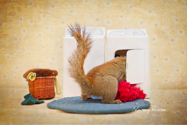 Squirrel Humour By Nancy Rose 