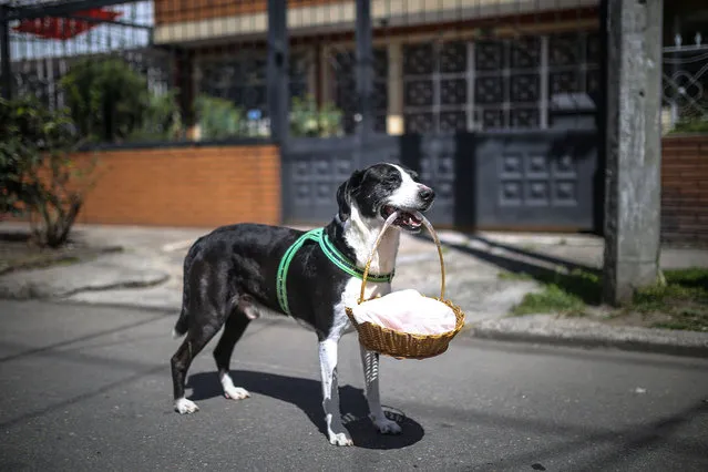 “Nino”, a dog who always carries a basket, with some products and food of the errands it's doing to his owner during the pandemic in Bogota, Colombia July 17, 2020. Nino, learned through games, carries his basket as a puppy, and as time passed it's beginning to bring food to his owner, Jose Ever Henao, 62, who is part of the population at risk during the COVID-19 pandemic. (Photo by Juancho Torres/Anadolu Agency via Getty Images)