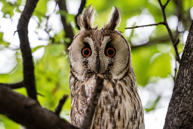 A long-eared forest owl, which hunts at night and camouflages itself by leaning against tree trunks during the day, attracts the attention of nature lovers and birdwatchers in Beyobasi Village of Ankara's Sincan district, Turkiye on May 10, 2025. (Photo by Ismail Aslandag/Anadolu via Getty Images)