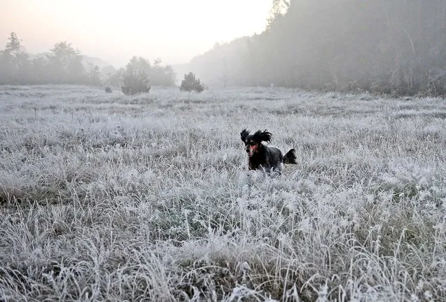 A dog plays in a frozen field in the countryside near Warsaw. (Photo by Janek Skarzynski/AFP Photo)
