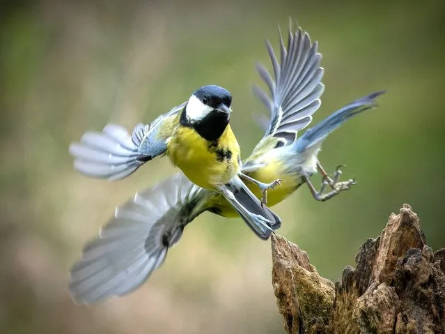 A feisty Blue Tit and Great Tit squabbling over a perch in Shropshire, United Kingdom on November 12, 2022. (Photo by Martin Goff/Media Drum Images)
