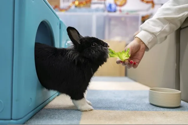 A staff member feeds a rabbit at the Bunny Style Hotel in Hong Kong, Wednesday, January 18, 2023. With the lifting of COVID restrictions, Hong Kongers are traveling again and some of those who keep rabbits at pets are booking them into a rabbit resort where they are fed, exercised and pampered with spa treatments. The Lunar New Year of the Rabbit is shining a particular spotlight on the popularity of the animals in the crowded city of tiny apartments. (Photo by Anthony Kwan/AP Photo)