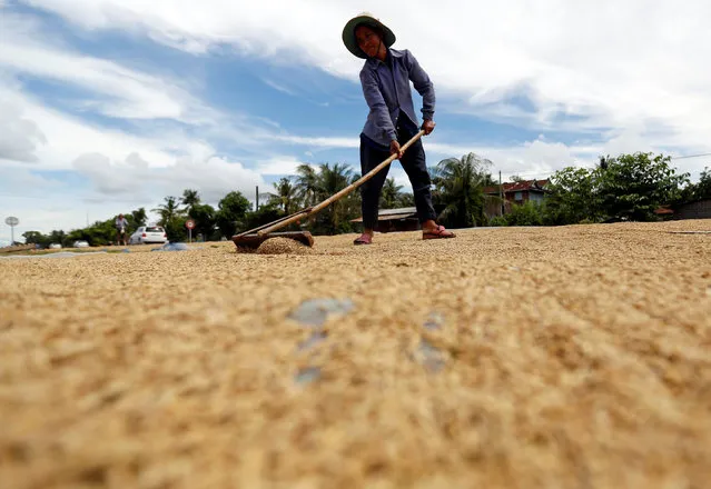 A woman dries unhusked rice on a road in front of her home in Kampong Thom province, Cambodia, September 24, 2016. (Photo by Samrang Pring/Reuters)