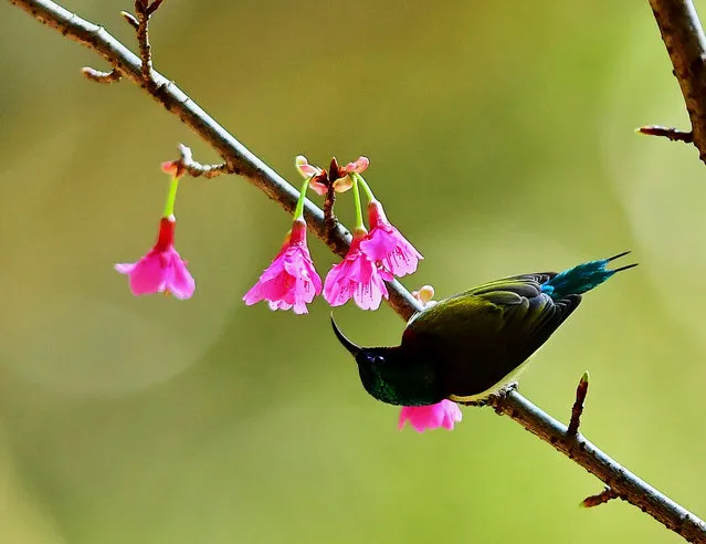 A fork-tailed sunbird gathers honey on a cherry tree at the Fuzhou National Forest Park in Fuzhou, capital of southeast China's Fujian Province, February 14, 2018. (Photo by Mei Yongcun/Xinhua/Barcroft Images)