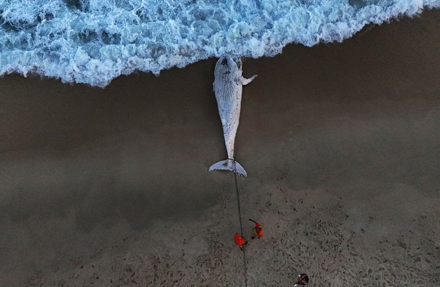 A drone view shows workers trying to remove a dead humpback whale on the shore of Sao Conrado beach in Rio de Janeiro, Brazil on July 21, 2025. (Photo by Pilar Olivares/Reuters)