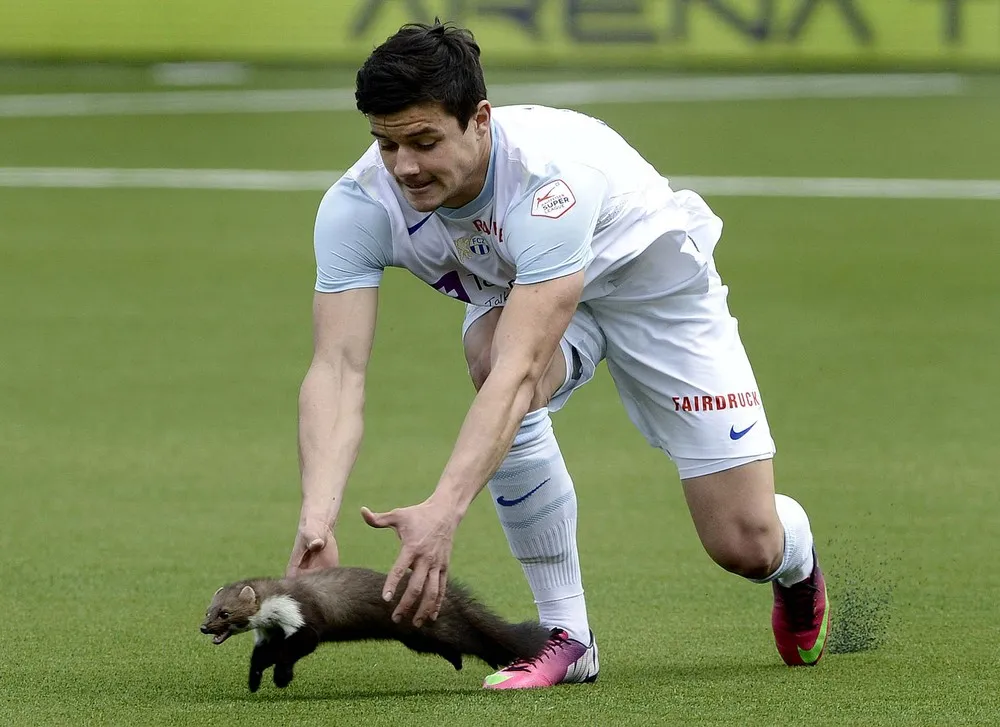 Furry Field Invasion During Swiss Soccer Match (VIDEO)