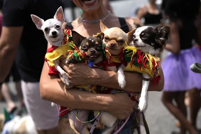 An owner holds her costumed pets during the “Blocao” dog carnival parade in Rio de Janeiro, Brazil, Saturday, February 18, 2023. (Photo by Silvia Izquierdo/AP Photo)
