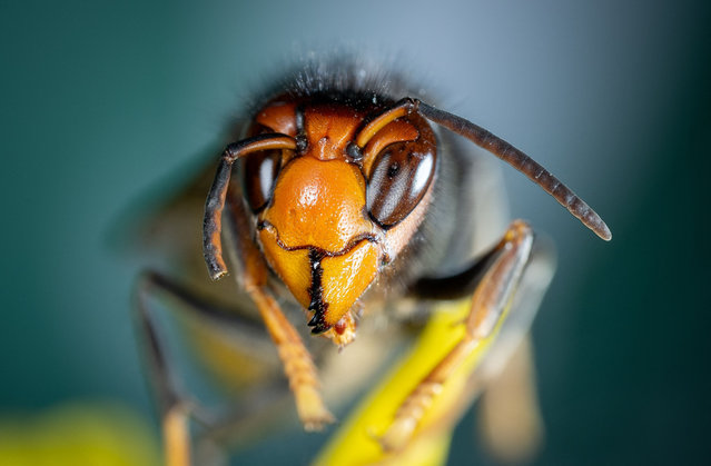 Close up on an Asian Hornet (Vespa Velutina, Frelon Asiatique) in Rosny Sous Bois near Paris on March 2025. Researchers at University of Exeter, UK warn many of the hunted species by Asian Hornets are important crop pollinators.The Asian hornet, or yellow-legged hornet, a voracious invasive, is native to south-east Asia. It arrived in France in a cargo of pottery from China about 20 years ago and spread rapidly across the continent. (Photo by Geyres Christophe/ABACA Press/Rex Features/Shutterstock)