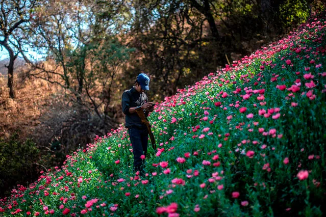 A Guerrero Community Police member looks at his mobile phone as he stands guard at an illegal poppy field, in Heliodoro Castillo, Guerrero state, Mexico, on March 25, 2018. In the mountains of Guerrero, despite continuous operations of the Mexican Army to eradicate illegal plantations, the cultivation of poppy and the production of opium gum are growing. Conflicts between small cartels that control production areas are also intensifying. In this “no man' s land”, of scarce presence of the public force, “community police” have appeared to protect peasant communities and, according to the circumstances, confront or negotiate with organized crime groups. (Photo by Pedro Pardo/AFP Photo)