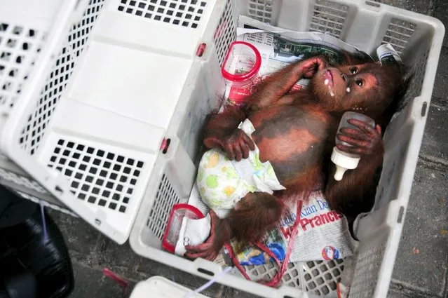 A baby orangutan lies in a plastic crate, after it was seized from a wildlife trafficking syndicate, at a police office in Pekanbaru, Riau province, in this November 9, 2015 picture taken by Antara Foto. (Photo by F.B. Anggoro/Reuters/Antara Foto)
