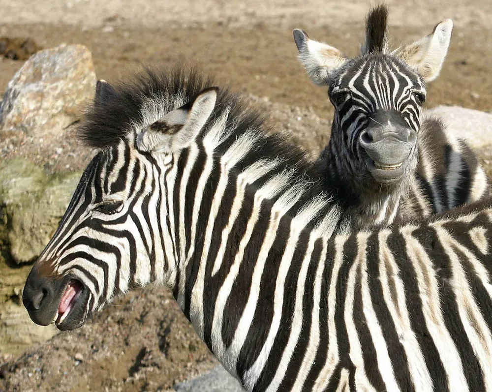 The Week in Pictures: Animals, December 27 – January 2, 2015