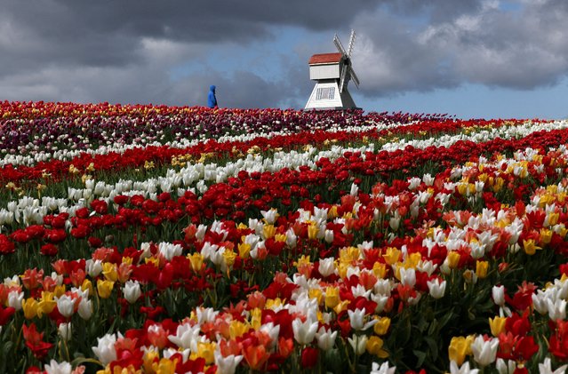 A person views fields containing one and a half million tulips grown for Tulleys Tulip Fest at Tulleys Farm, Turners Hill, southern Britain on April 16, 2025. (Photo by Toby Melville/Reuters)