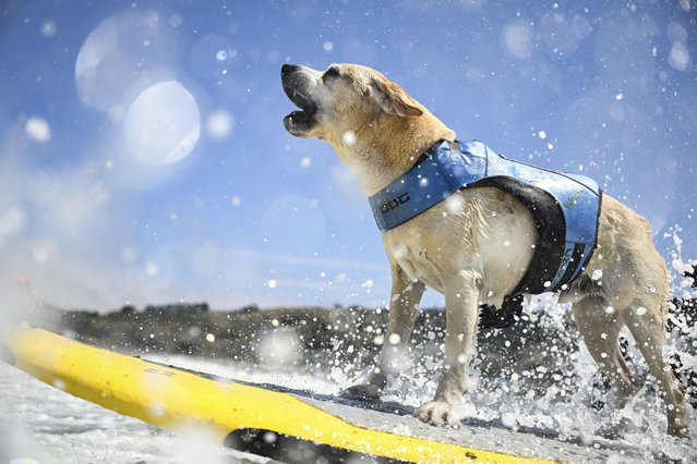 Charlie Surfs Up barks as he is pushed through the breakers in the second heat of very large dogs during the World Dog Surfing Championships, Saturday, August 3, 2024, in Pacifica, Calif. (Photo by Eakin Howard/AP Photo)