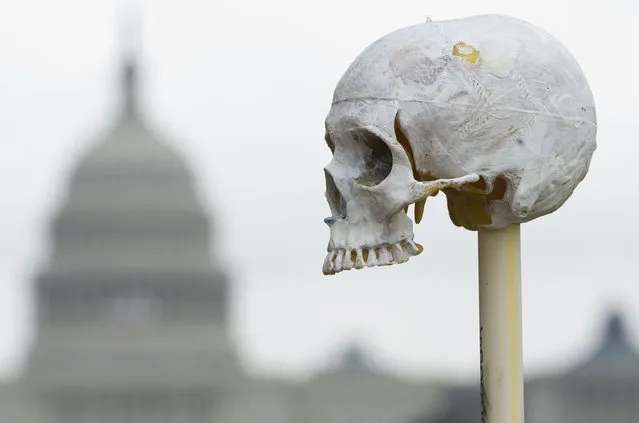 A handcrafted skull sits on a stick as part of the art installation “One Million Bones” containing one million handcrafted bones placed as a symbolic mass grave to raise awareness of genocide and mass atrocities during a three-day event on the National Mall near the US Capitol in Washington on June 10, 2013. (Photo by Saul Loeb/AFP Photo)