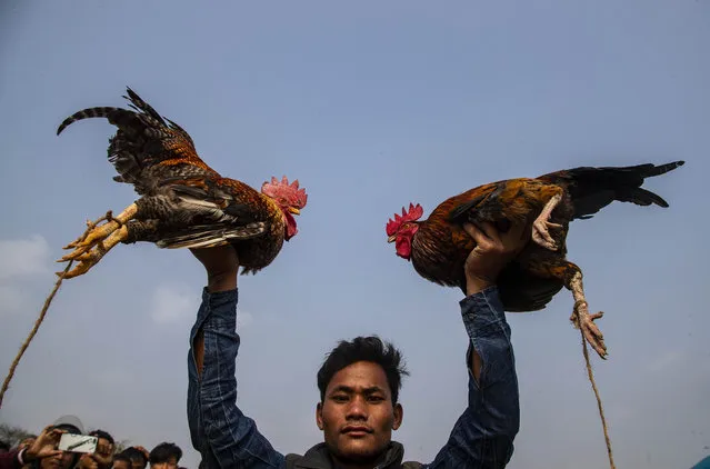 A boy holds up roosters before releasing them to fight during Jonbeel festival near Jagiroad, about 75 kilometers (47 miles) east of Gauhati, India, Friday, January 22, 2021. Tribal communities like Tiwa, Karbi, Khasi, and Jaintia from nearby hills participate in large numbers in this festival, that signifies harmony and brotherhood amongst various tribes and communities, and exchange goods through an established barter system. (Photo by Anupam Nath/AP Photo)