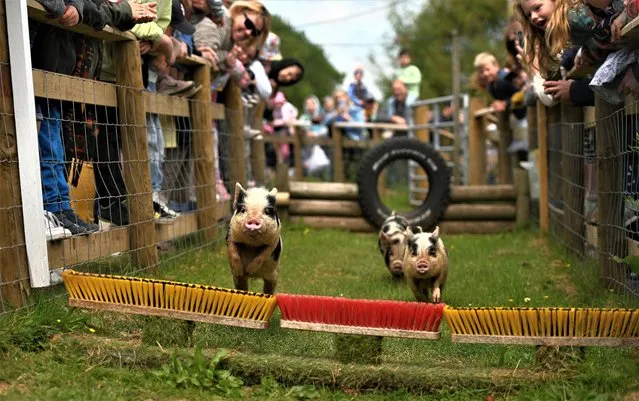 General view as Pigs make their way around the course during a Pig Racing Activity at Pennywell Farm on May 31, 2023 in Buckfastleigh, United Kingdom. (Photo by Harry Trump/Getty Images)