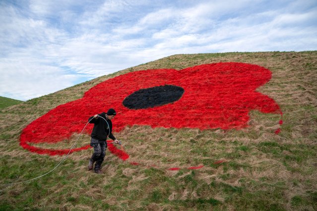 Giant poppies are painted onto the grass pyramids alongside the M8 motorway near Bathgate, West Lothian, UK on Wednesday, October 23, 2024 by the groundsmen from Murrayfield Stadium and Linemark UK Ltd to coincide with the launch of the 2024 PoppyScotland appeal and mark the start of the remembrance period. (Photo by Jane Barlow/PA Images via Getty Images)