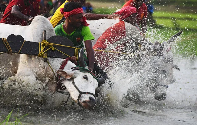 In this picture was taken on June 30, 2018, Indian farmers falls try to control the bulls at the starting line as they participate in a bull race at a paddy field during a monsoon festival in Herobhanga village, some 85 kms south of Kolkata. Farmers participate in the race in the belief that participation before ploughing their fields will bring good rain and a better harvest. More than a hundred bulls from nearby villages participated in the two-day event. (Photo by Dibyangshu Sarkar/AFP Photo)