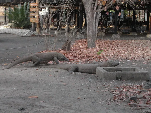 Komodo National Park