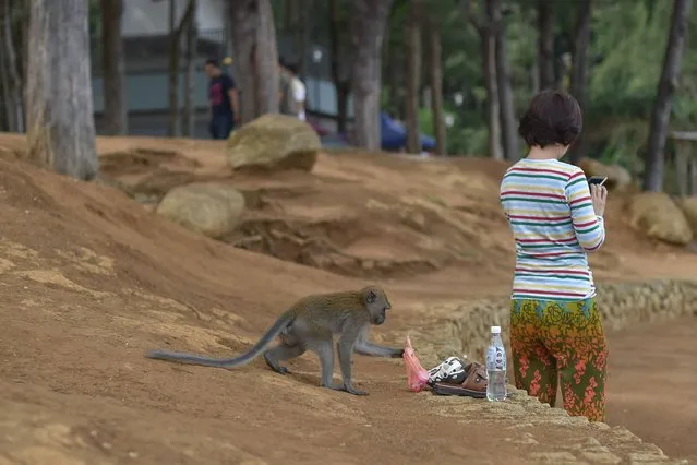 A wild monkey (L) steals foods at Teluk Cempedak beach on the outskirts of Kuantan, peninsular Malaysia's northeastern Pahang state, on November 22, 2016. (Photo by Mohd Rasfan/AFP Photo)