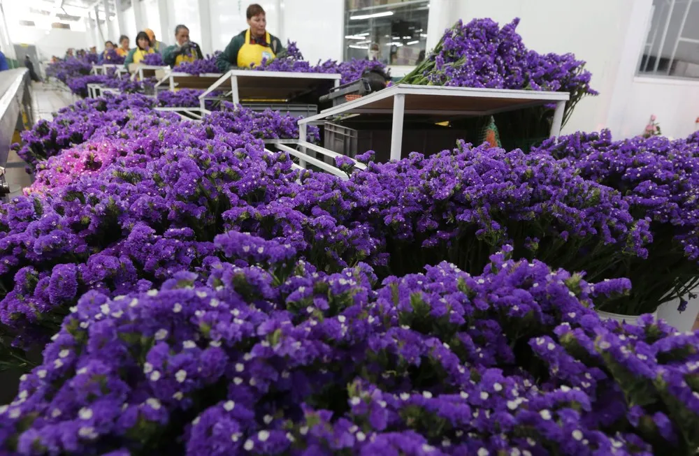 Colombian Floral Industry in Bloom for Valentine's Day