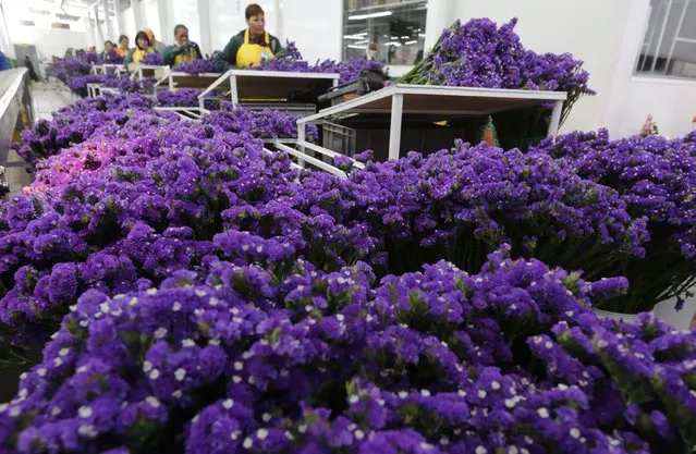 A Colombian flower grower organizes bouquets ahead of Valentine's Day in Subachoque, January 29, 2015. (Photo by John Vizcaino/Reuters)