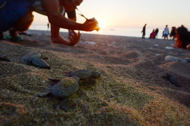 Newly hatched Loggerhead turtles (Caretta Caretta) make their way to the sea at Cirali Beach in Antalya's Kemer district, Turkey on August 15, 2018. (Photo by Suleyman Elcin/Anadolu Agency/Getty Images)