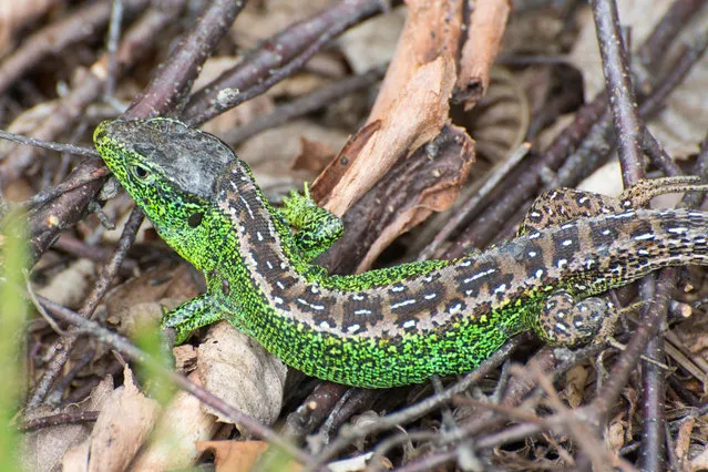 A colourful male sand lizard in Surrey heathland, UK. (Photo by Gillian Pullinger/Alamy Stock Photo)