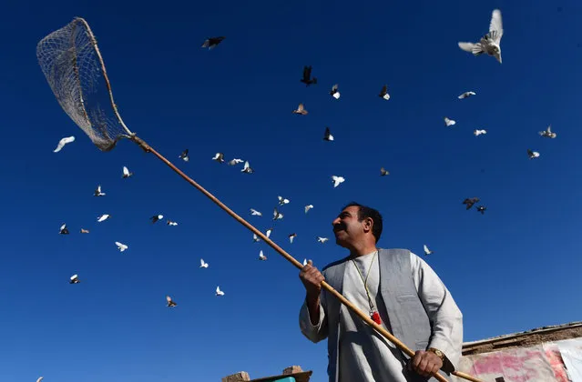 Afghan man Nasir, 45, stands below his pigeons flying from the rooftop of his home in Herat on January 20, 2016. (Photo by Aref Karimi/AFP Photo)